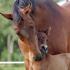 Ask The Vet: Care For the Pregnant Mare 